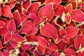 Bright red coleus background. Ornamental plant Coleus close up