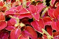 Bright red coleus background. Ornamental plant Coleus close up