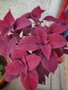 Bright red coleus plant
