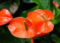 Bright red color of Anthurium `Nebraska` flower
