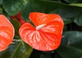 Bright red color of Anthurium `Nebraska` flower