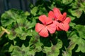 Bright red color geranium flowers on a blurred green background Royalty Free Stock Photo