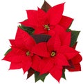 Bright red color Poinsettia plant,isolated; closeup photo. Christmas floral decoration..