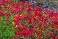 Red Staghorn Sumac bush in northern Wisconsin Royalty Free Stock Photo