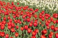 Bright red color Tulip flowers at Windmill island Gardens in Holland, Michigan. Royalty Free Stock Photo