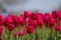 Bright red color Tulip flowers at Windmill island Gardens in Holland, Michigan. Royalty Free Stock Photo