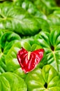 A bright red colored anthurium flower in a sea of green colored leaves