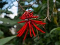 bright red coral tree flower - Dinamarca Royalty Free Stock Photo