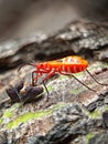 A bright red cotton bug with striking white patterns explores rugged bark, showcasing nature& x27;s vivid and tiny wonders Royalty Free Stock Photo