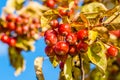 Bright red crab apples on a tree Royalty Free Stock Photo