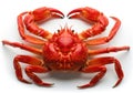 Bright red crab with claws raised in a defensive pose Royalty Free Stock Photo