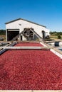 Bright red cranberries in a water filled bog being harvested.