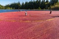 Bright red cranberries in a water filled bog being harvested.