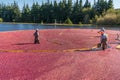 Bright red cranberries in a water filled bog being harvested.