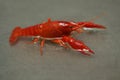 A bright red crayfish looking for prey in shallow water. Royalty Free Stock Photo