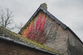 Bright red creepers seen climbing the wall of a very old English Manor House. Royalty Free Stock Photo