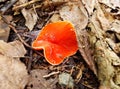 Rare bright red cup fungi, Microstoma protractum