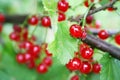 Bright red currant Royalty Free Stock Photo