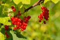 Bright red currant berries on branches Royalty Free Stock Photo