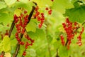 Bright red currant berries among green leaves Royalty Free Stock Photo