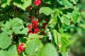 Bright red currant on the branch Royalty Free Stock Photo