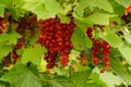 Bright red red currant fruit on green branches with water drops Royalty Free Stock Photo