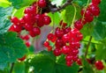 Bright red currants with translucent skin showcase their freshness and ripeness amidst green foliage Royalty Free Stock Photo