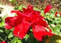 Bright red dahlia blooms in the autumn garden Royalty Free Stock Photo