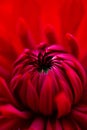 Bright red dahlia macro phtography. Red floral background. Royalty Free Stock Photo