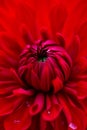 Bright red dahlia macro phtography. Red floral background. Royalty Free Stock Photo