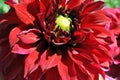 Bright red dahlias on green bush, petals close up detail, soft blurry bokeh