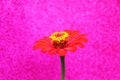 Bright red daisy