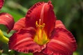 Bright red day lilly flower with bright yellow center. Royalty Free Stock Photo