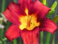 Bright red day lilly flower with bright yellow center. Royalty Free Stock Photo