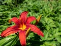 Bright red daylilies blooming in summer, bright red daylilies in the park. Royalty Free Stock Photo