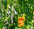 Bright red daylilies blooming in summer, bright red daylilies in the park. Royalty Free Stock Photo