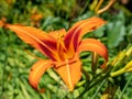 Bright red daylilies blooming in summer, bright red daylilies in the park. Royalty Free Stock Photo