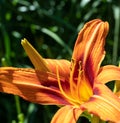 Bright red daylilies blooming in summer, bright red daylilies in the park. Royalty Free Stock Photo