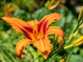 Bright red daylilies blooming in summer, bright red daylilies in the park. Royalty Free Stock Photo