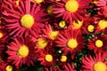 Bright Red Dew Kissed Chrysanthemum Flowers Royalty Free Stock Photo