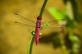 Bright red dragonfly with spread wings closeup Royalty Free Stock Photo