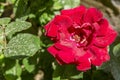 Bright red dusty rose in green foliage in a city park. Close-up Royalty Free Stock Photo