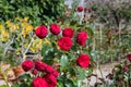 Bright red English roses growing in a cottage garden Royalty Free Stock Photo