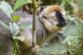 Bright red eyes on a Golden bamoo lemur portrait in Madagascar wildlife