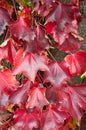 Bright red fall grape leaves Royalty Free Stock Photo