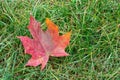 A bright, red fallen maple leaf lies on the green grass. Natural autumn background Royalty Free Stock Photo