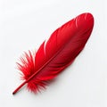 Bright Red Feather Close Up Isolated on White Plain Background Royalty Free Stock Photo
