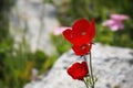 Bright red field flowers  between stones Royalty Free Stock Photo