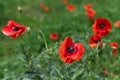 Bright red field poppies among green grass in spring afternoon Royalty Free Stock Photo