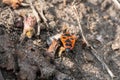 Bright red fire bug running over a stone in search of food Royalty Free Stock Photo